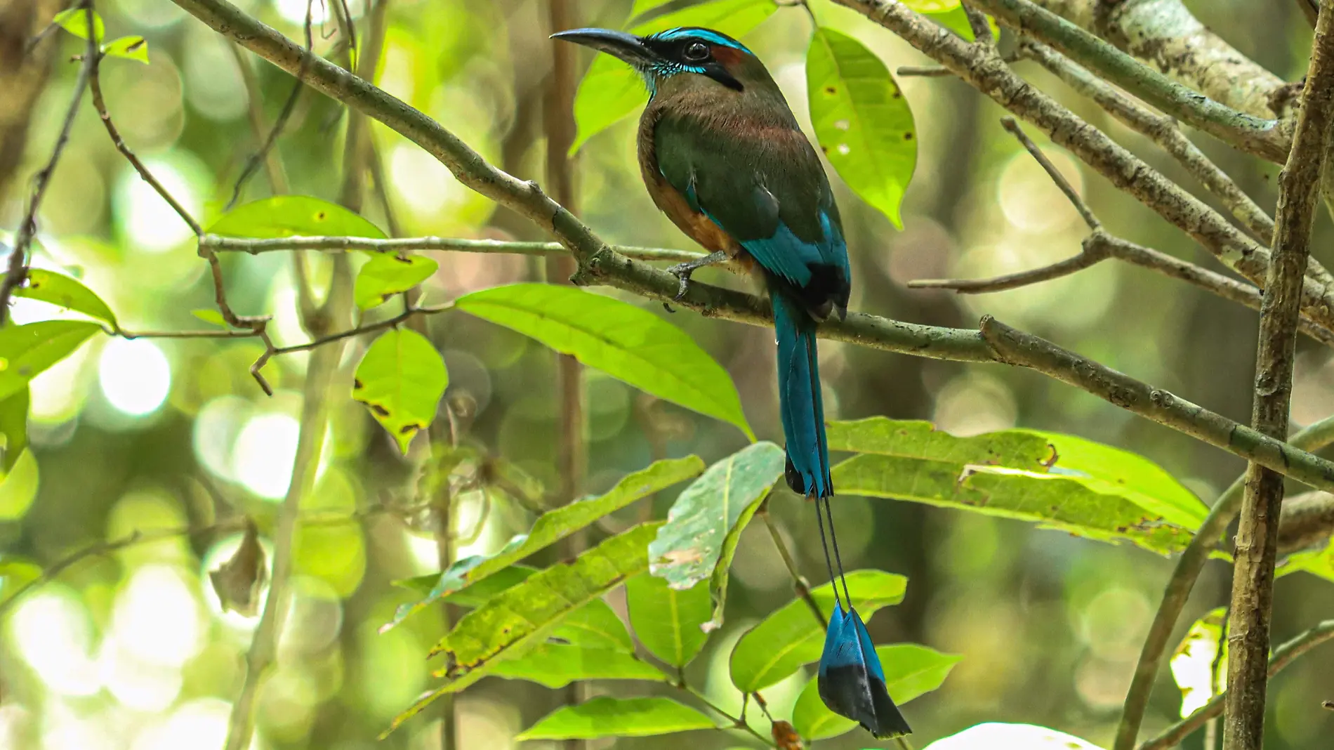 Pajaro Toh-Aves Endemicas-fauna-Cuevas-Cenotes-Tren Maya (7)